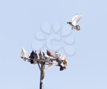 flock of pigeons on blue sky