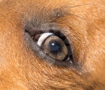 red eye dog. macro