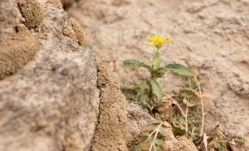 yellow flower in nature stones