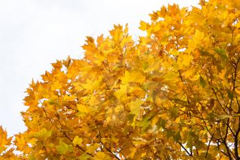 the leaves on the tree in nature in autumn