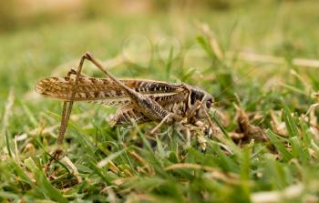 grasshopper in nature. macro