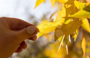 yellow leaf in hand on nature