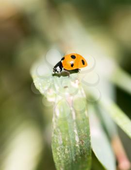 ladybird on a grass. macro