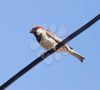 Sparrow on a wire against a blue sky
