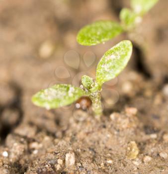 green sprout in the ground. macro