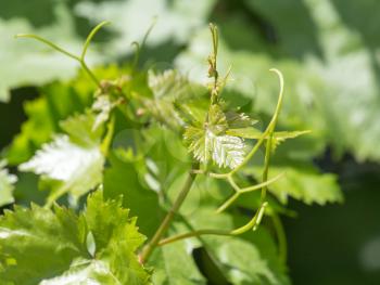 young grapes on nature
