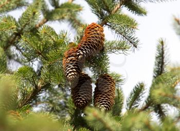 cones on the tree in nature