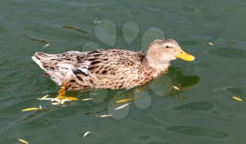 duck on the lake in autumn