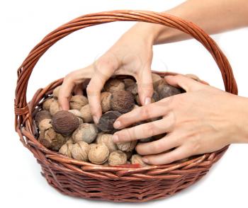 Walnuts in hand with a basket on a white background