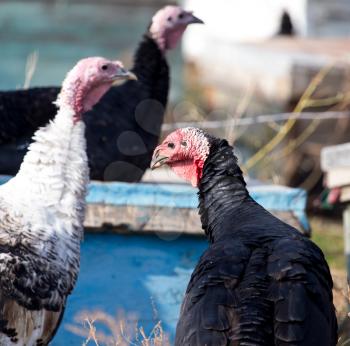 farm turkeys outdoors