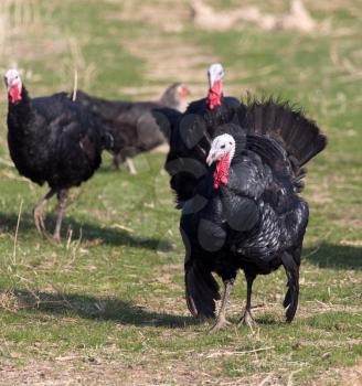 farm turkeys outdoors