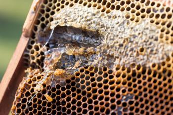 frame with honey in the apiary