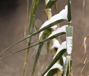 Bamboo in the snow in the winter