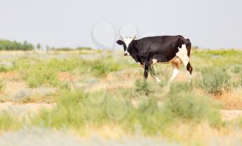 cow grazing in a pasture