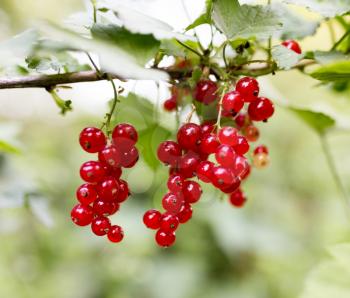 ripe red currant on the nature