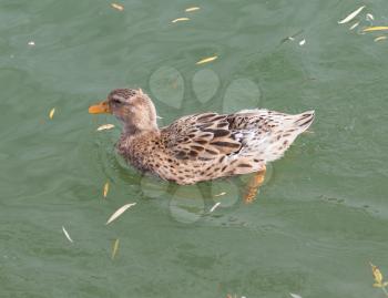 duck on the lake in autumn