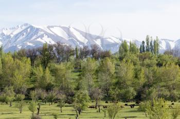 the snowy peaks of the Tien Shan Mountains. Kazakhstan