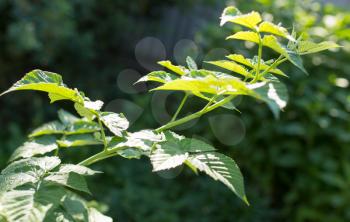 green raspberry leaves in nature