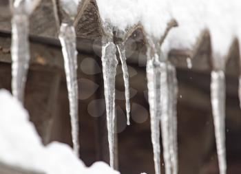 icicles on winter nature