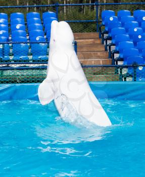 white dolphin in the pool
