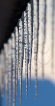 winter icicles on the sun dawn