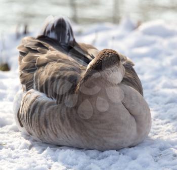Duck asleep in the snow in the winter