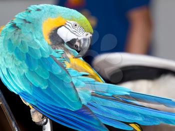 beautiful parrot circus