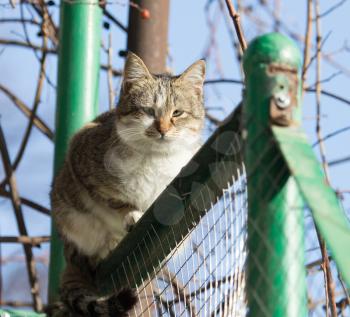 Cat on the fence