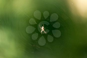 spider on a web in nature