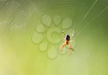 spider on a web in nature