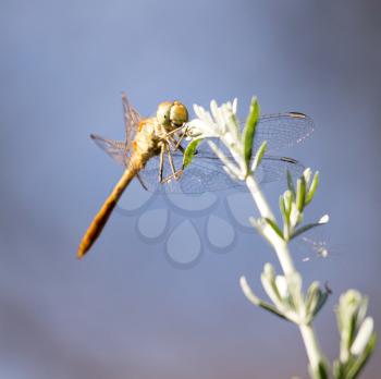 dragonfly on a background of blue sky