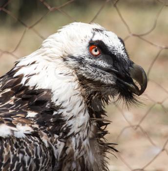 Portrait of a vulture in a zoo