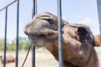 camel behind a fence in zoo