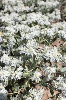 white flowers in nature