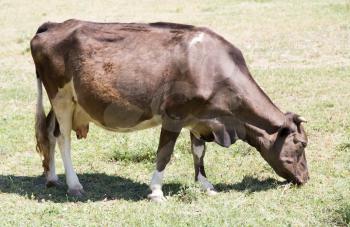 cow in a pasture in nature