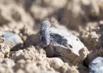 wood louse on dry ground. macro