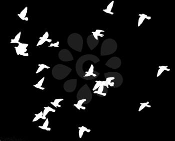 flock of pigeons on a black background