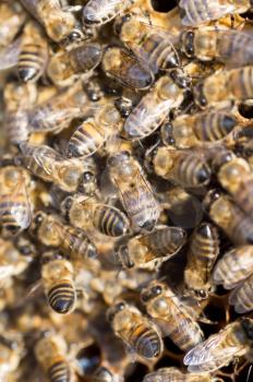 Bees on a framework with honey in the apiary