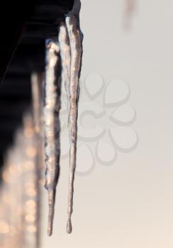 winter icicles on the sun dawn