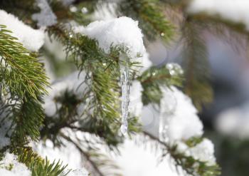 pine in snow in winter