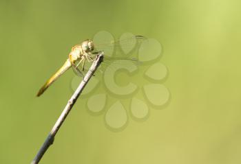 dragonfly in nature