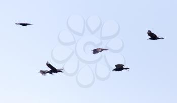 a flock of crows in the blue sky