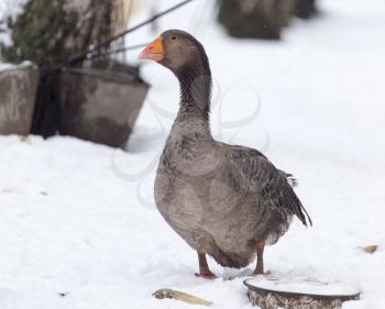 geese in the winter nature