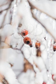 wild rose in the snow on the nature