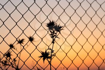 dry prickly grass behind a fence at sundown