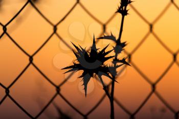dry prickly grass behind a fence at sundown
