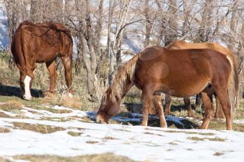 a horse in a pasture in winter