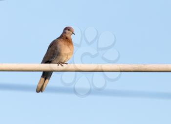 Dove on the wire against the sky