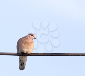 Dove on the wire against the sky