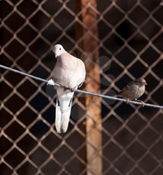 dove on a rope